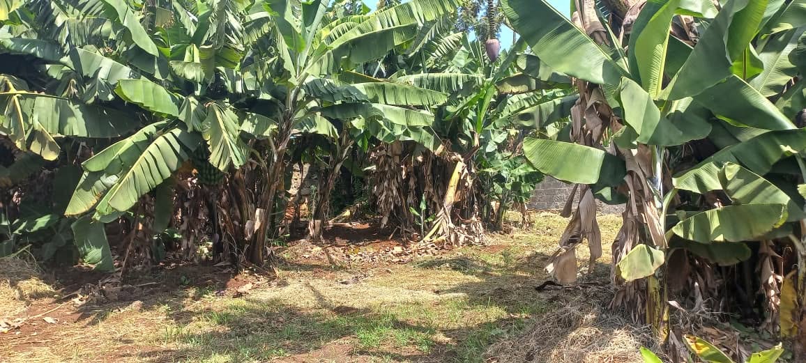 Prime 1/4 Acre Plot for Sale – Near Ndumberi Stadium, Kiambu